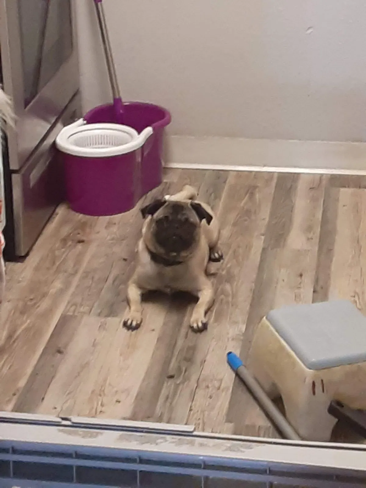 Lost dog in Westminster, CO, 80030