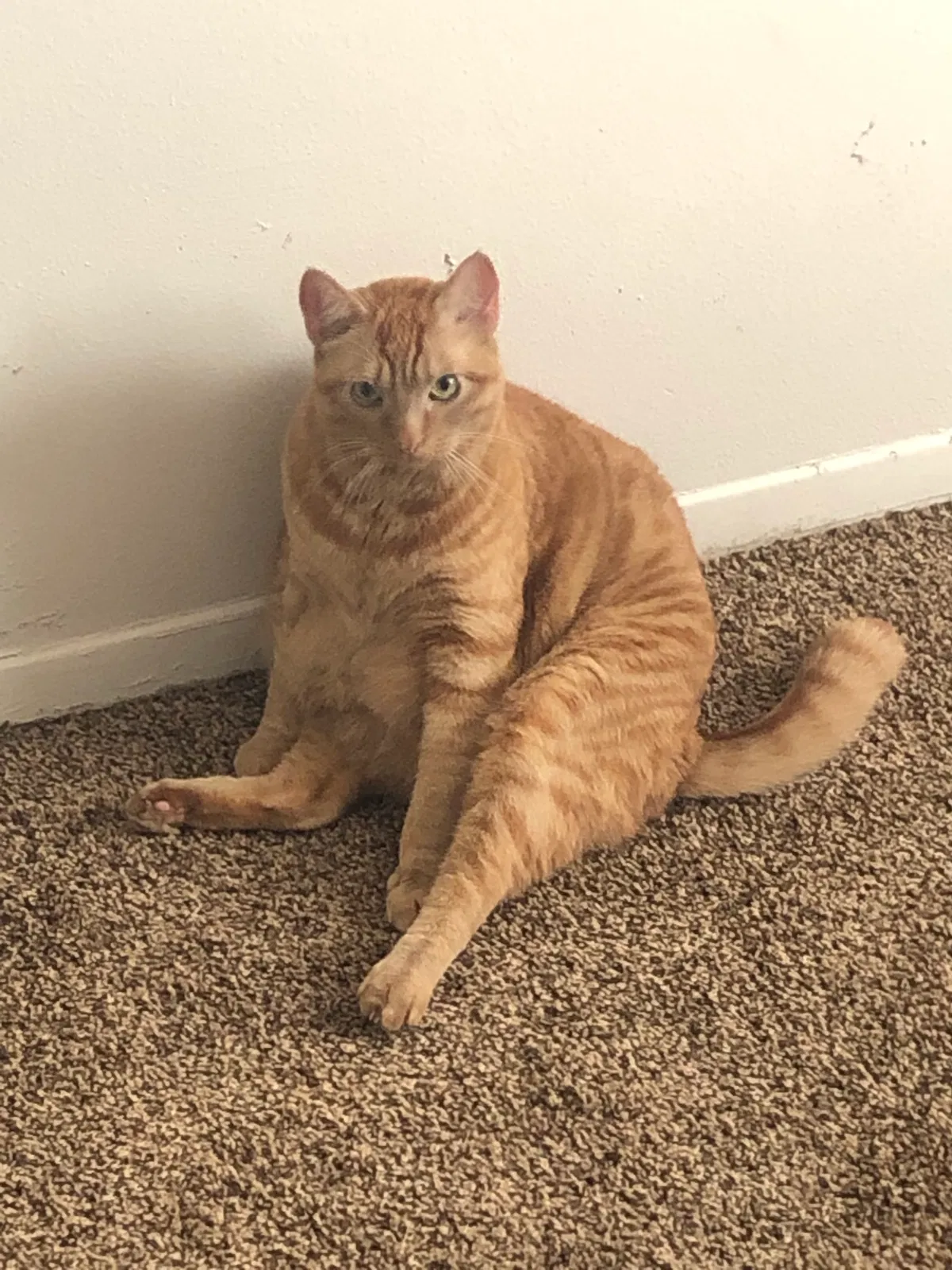 Lost cat in Lafayette, LA, 70506