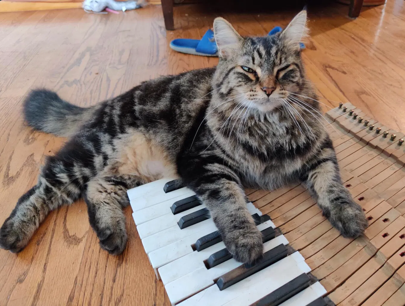 Lost cat in Minneapolis, MN, 55419