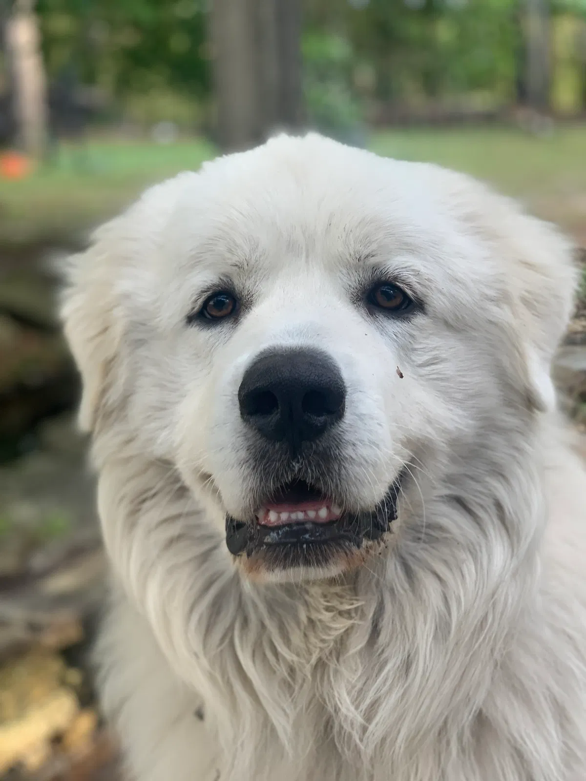 Lost dog in Lugoff, SC, 29078