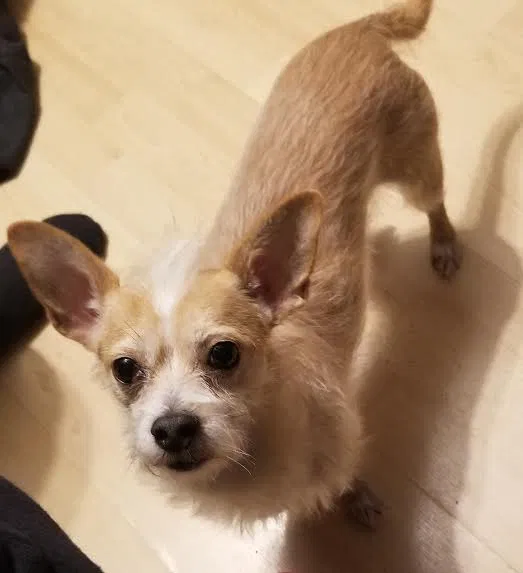 Lost dog in San Francisco, CA, 94134