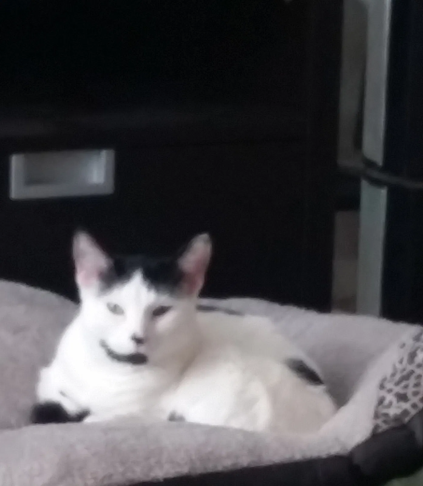 Lost cat in Aurora, IL, 60504