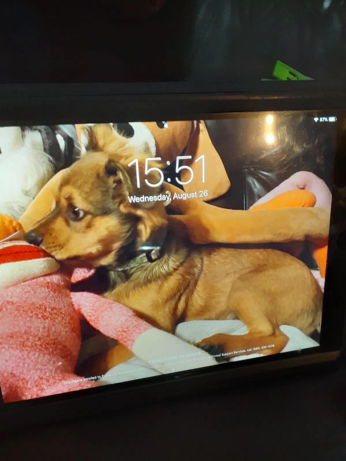 Lost dog in Woodleaf, NC, 27054