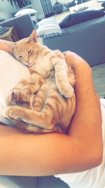 Lost cat in Westlake Village, CA, 91361