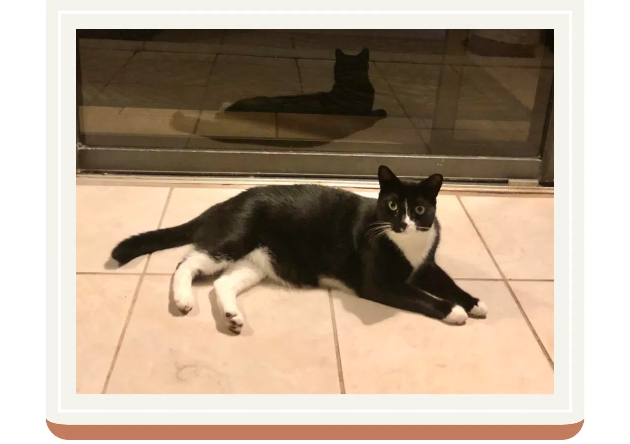 Lost cat in Stony Brook, NY, 11790