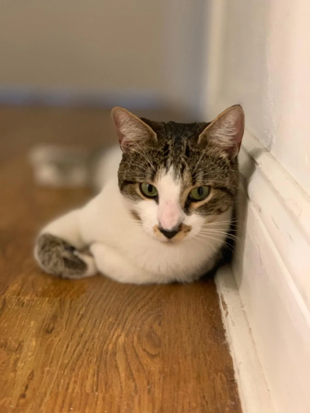 Lost cat in Fort Lauderdale, FL, 33315