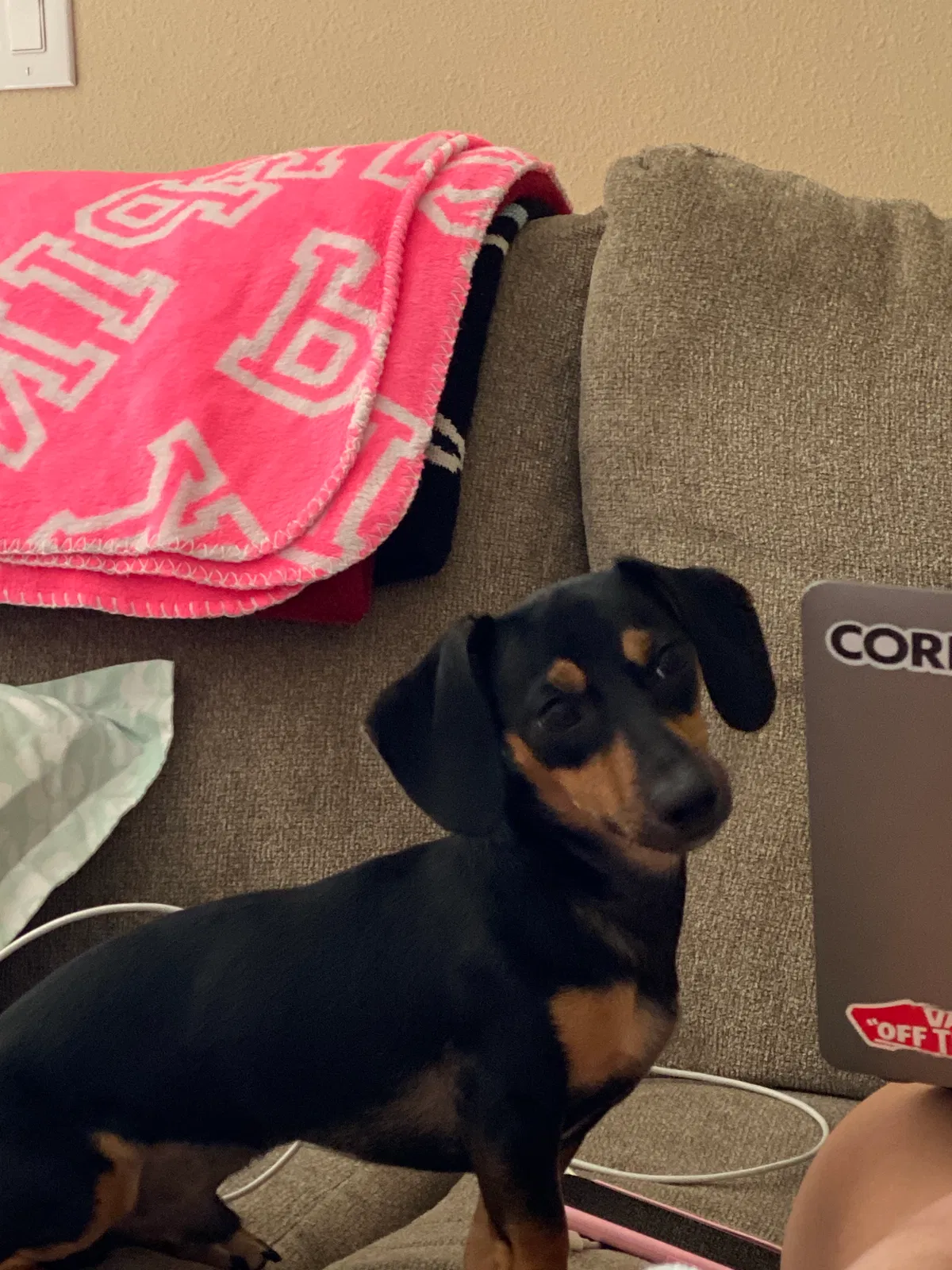 Lost dog in Winter Garden, FL, 34787