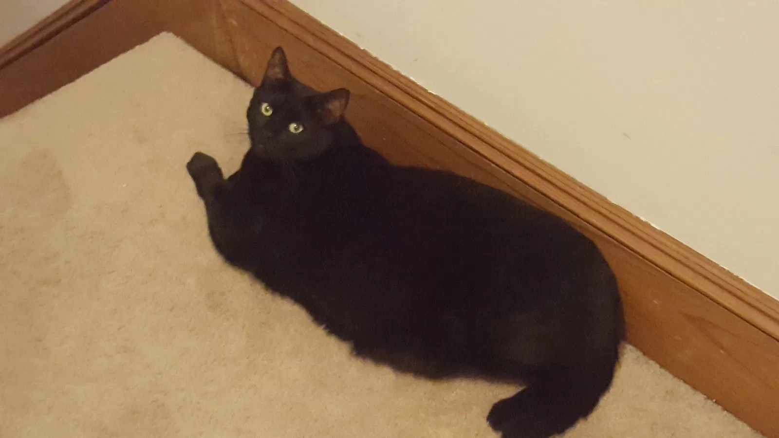 Lost cat in Bordentown, NJ, 8505
