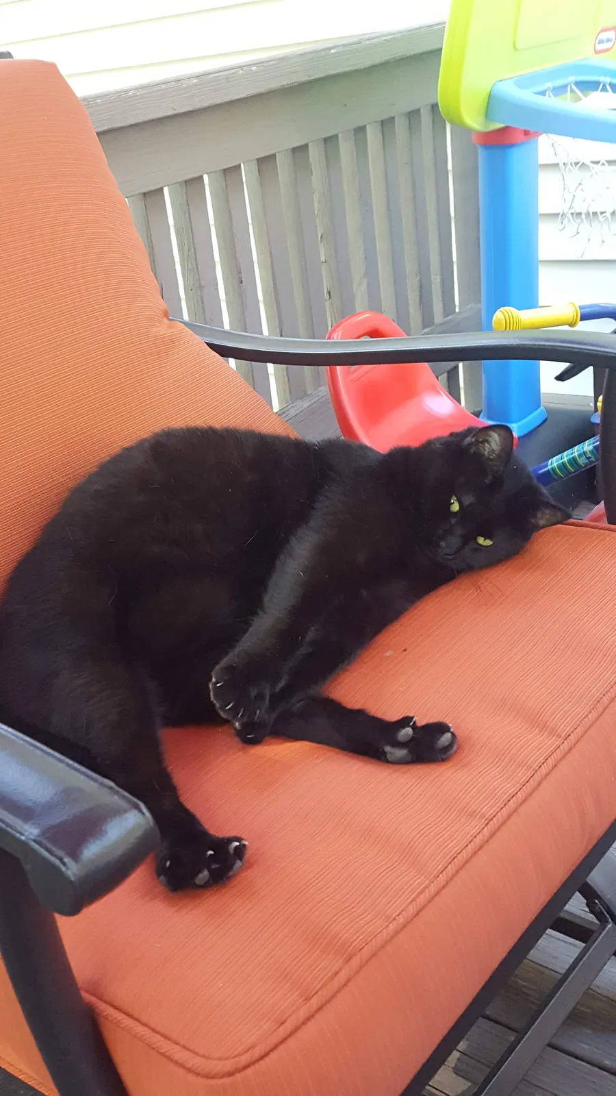 Lost cat in Bordentown, NJ, 8505