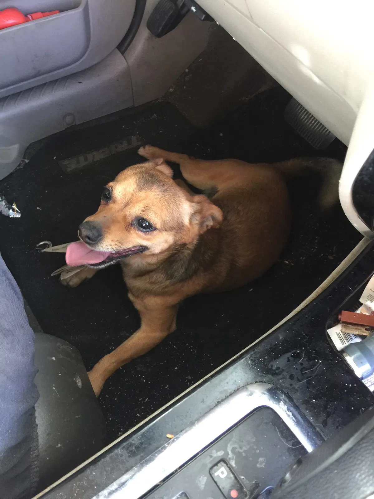 Lost dog in Tucson, AZ, 85757
