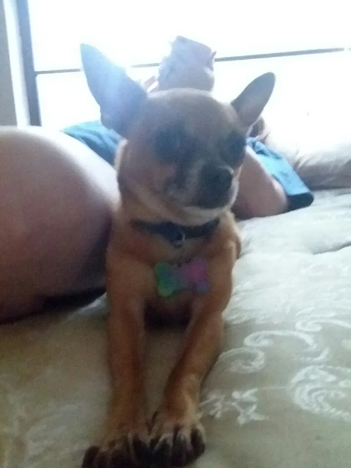 Lost dog in Clermont, FL, 34715