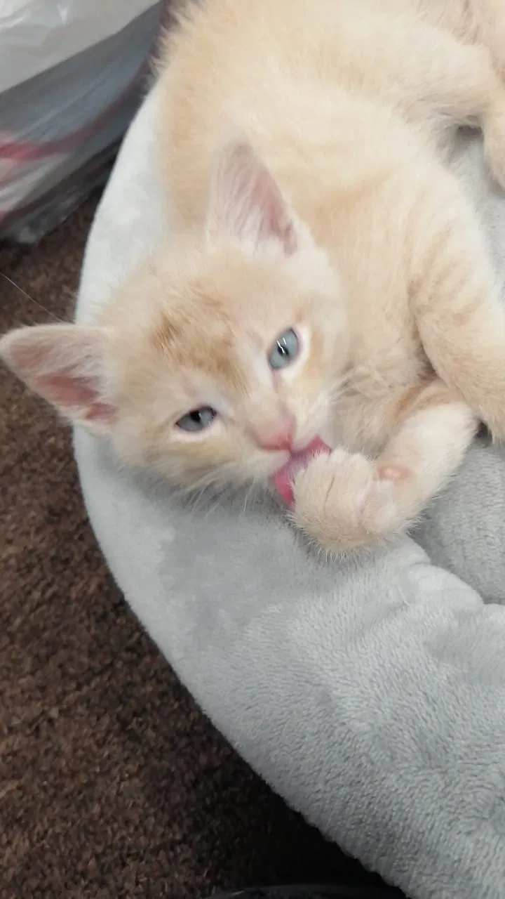 Lost cat in Santa Paula, CA, 93060