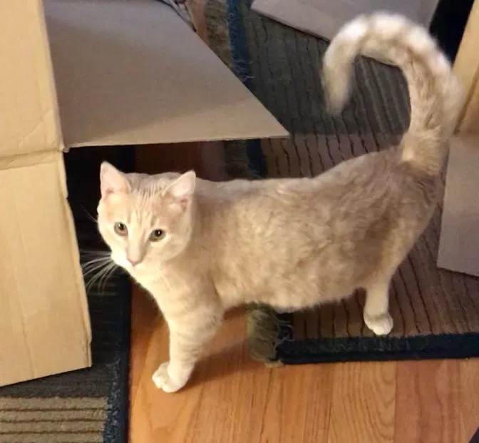 Lost cat in Osseo, MN, 55369