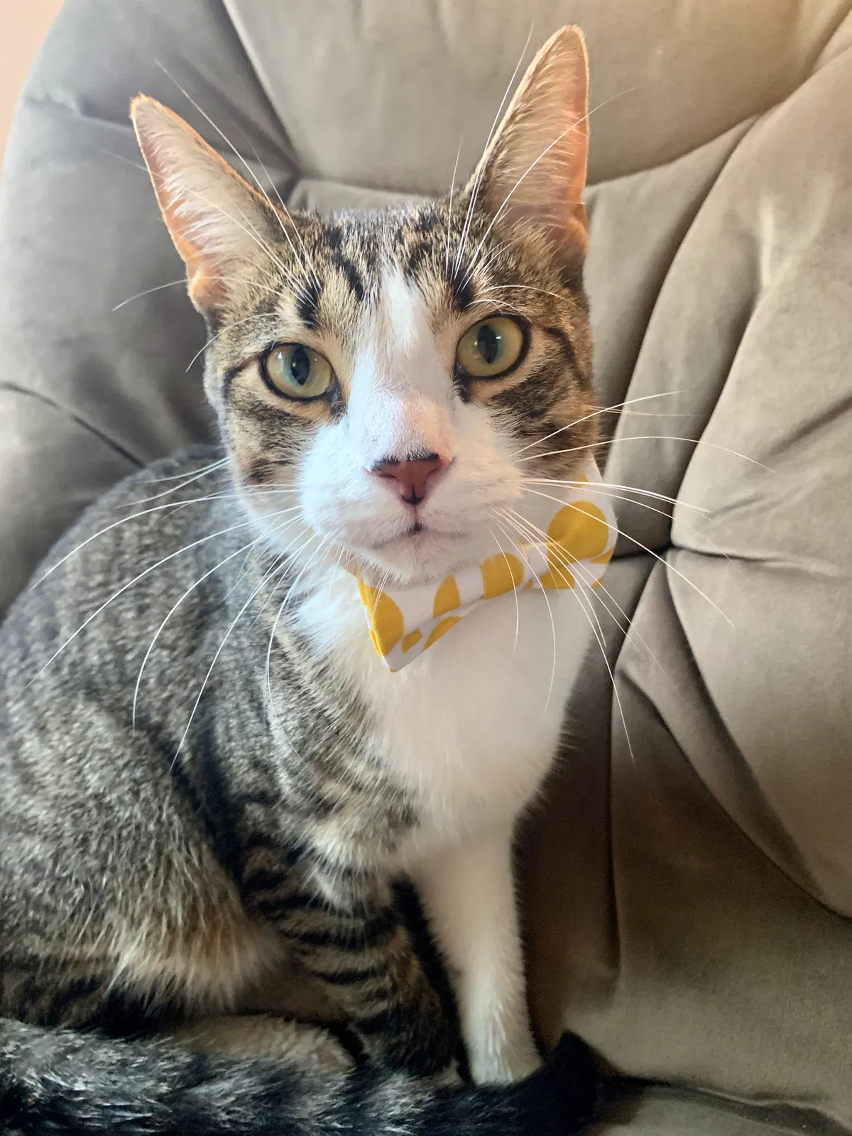 Lost cat in Denmark, WI, 54208