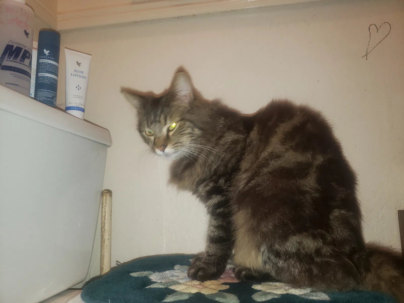 Lost cat in San Leandro, CA, 94577