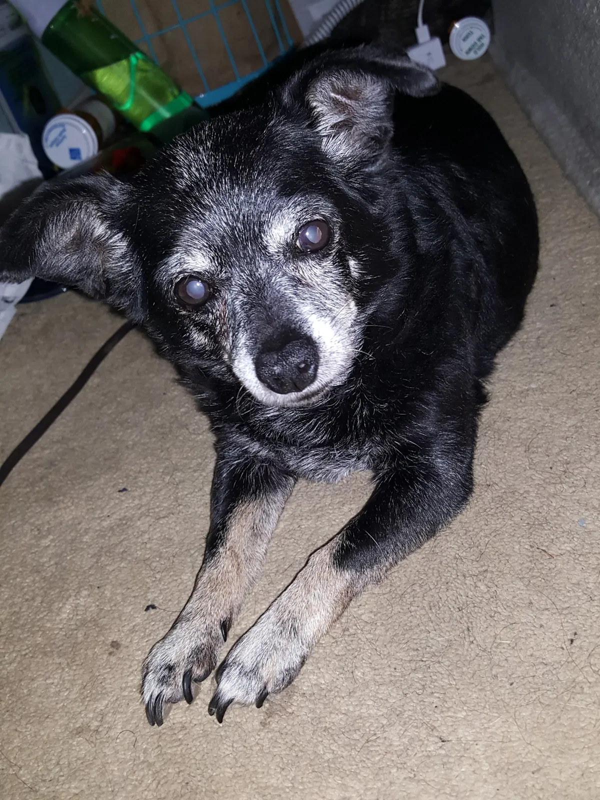 Lost dog in Prairie Grove, AR, 72753