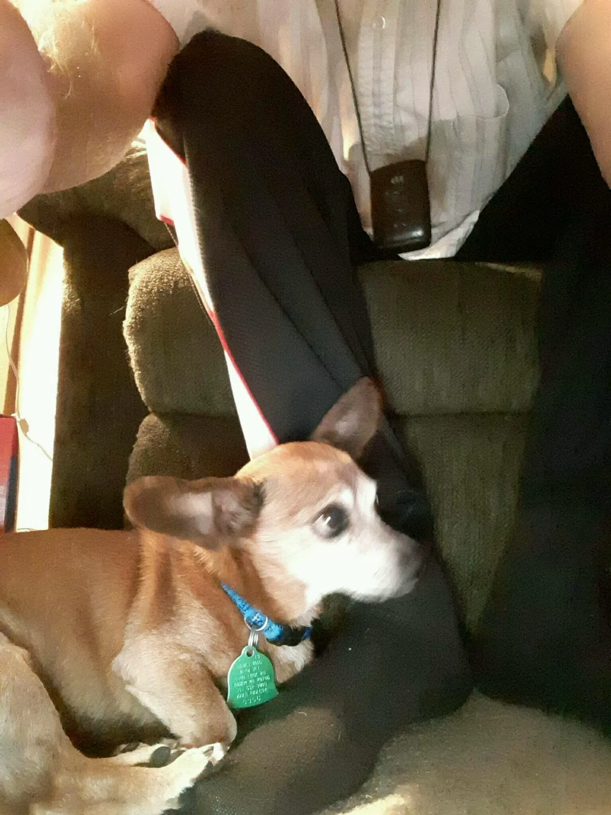 Lost dog in Hyattsville, MD, 20784