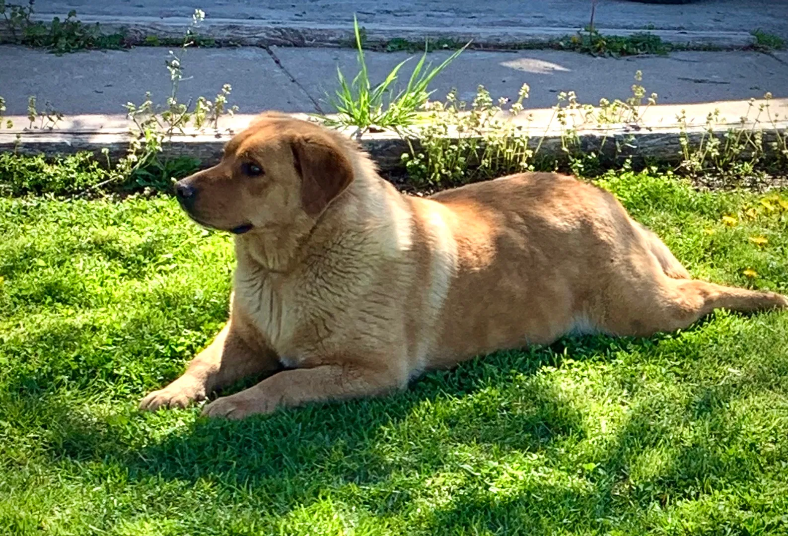 Lost dog in Clark, MO, 65243