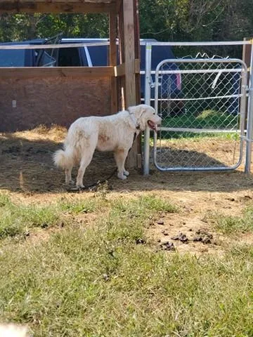 Lost dog in Brunswick, MD, 21716