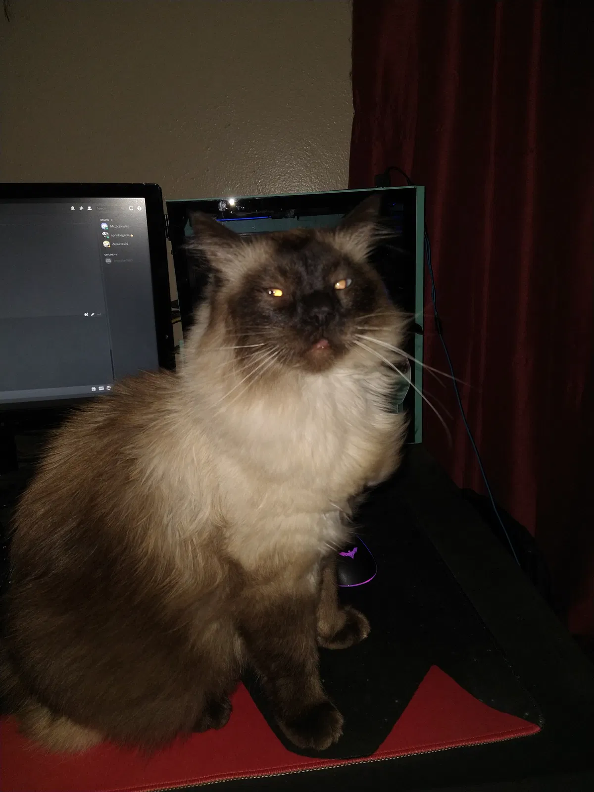 Lost cat in Denver, CO, 80204