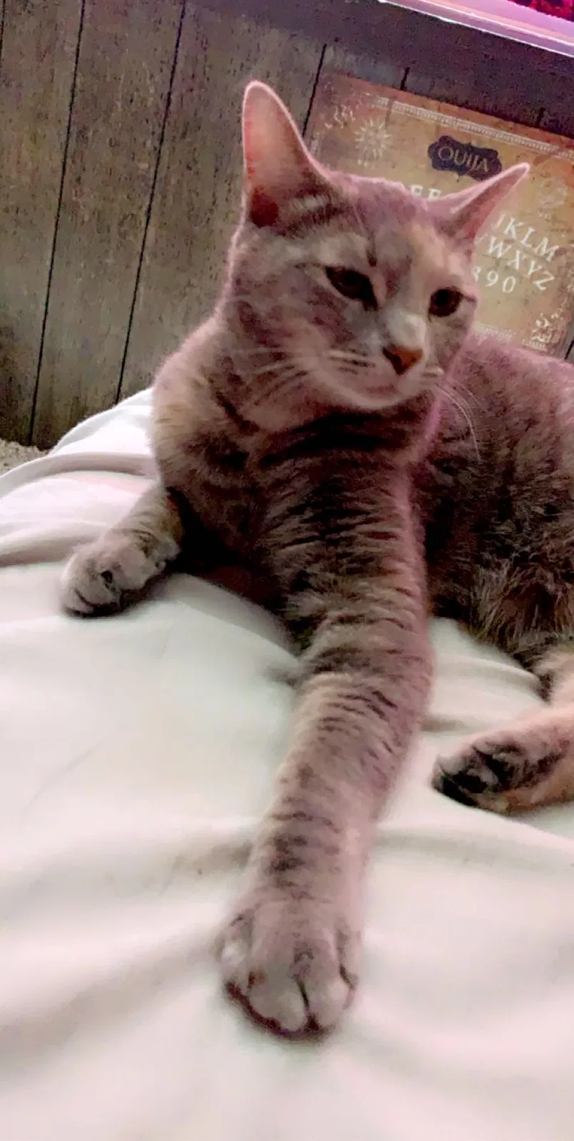 Lost cat in Battle Creek, MI, 49037