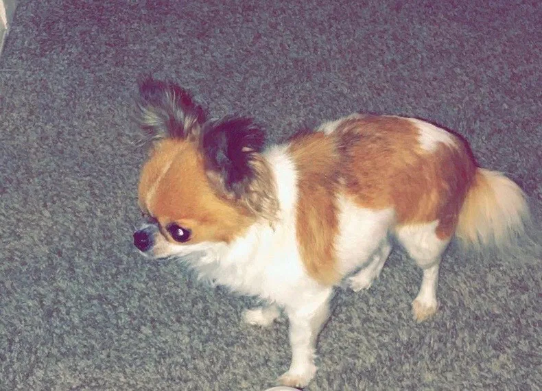 Lost dog in Dayton, OH, 45440