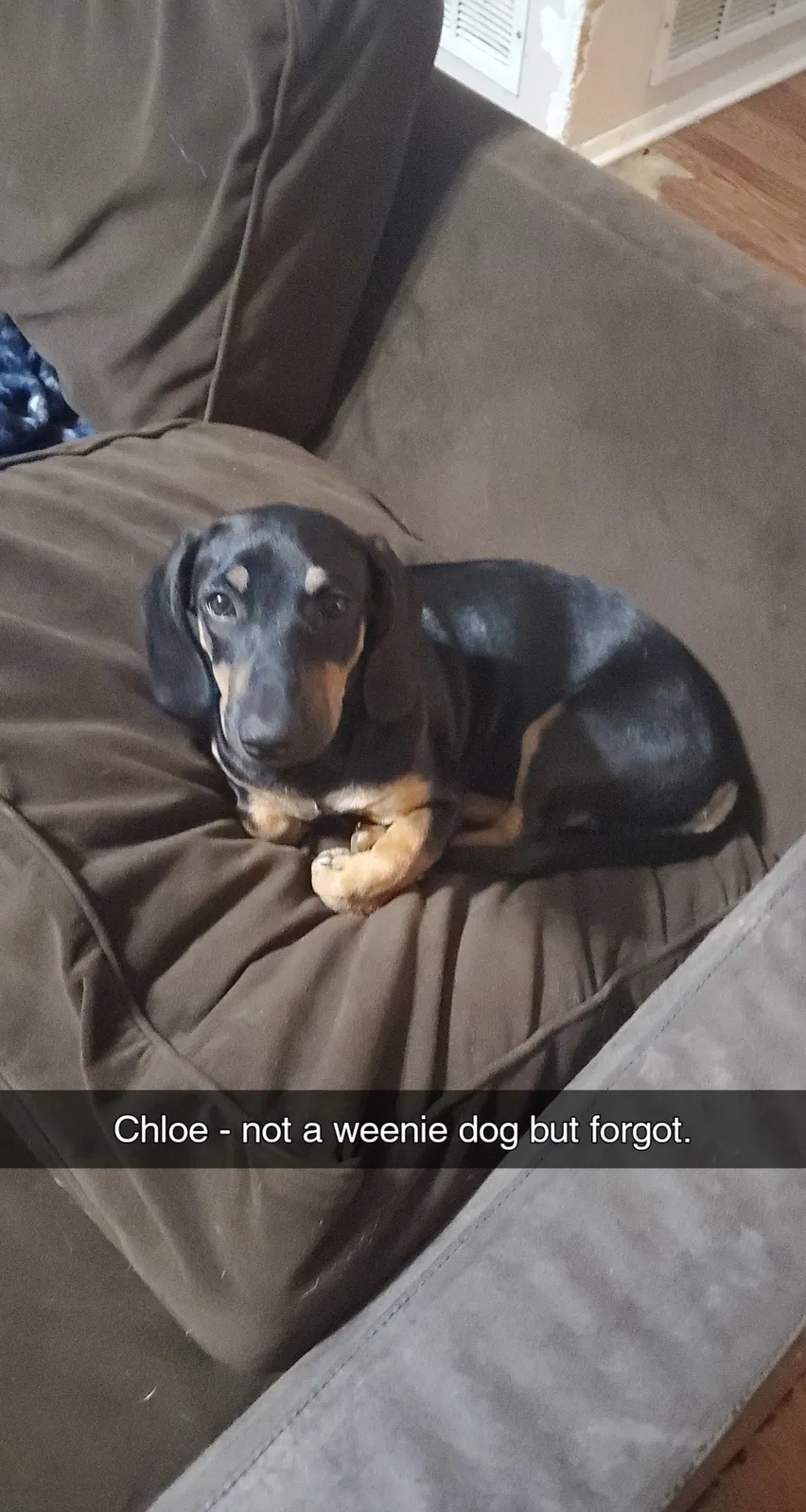 Lost dog in Mansfield, TX, 76063