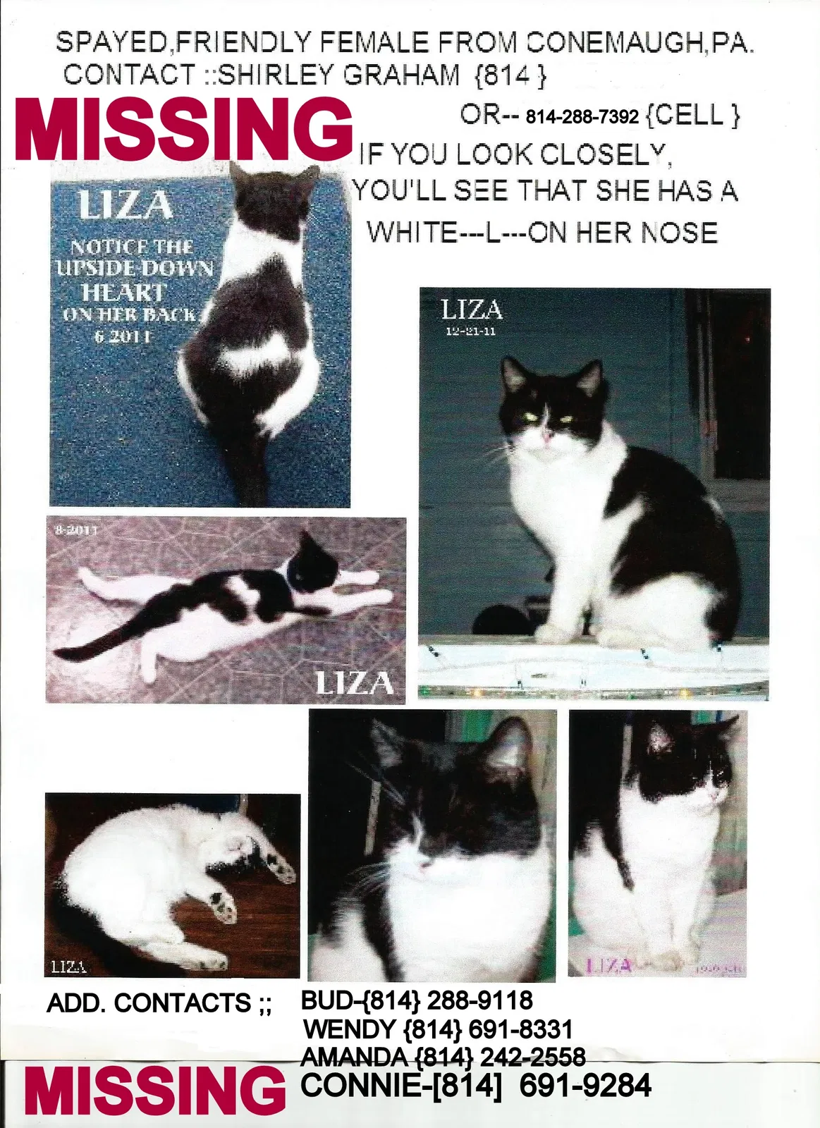 Lost cat in Johnstown, PA, 15909