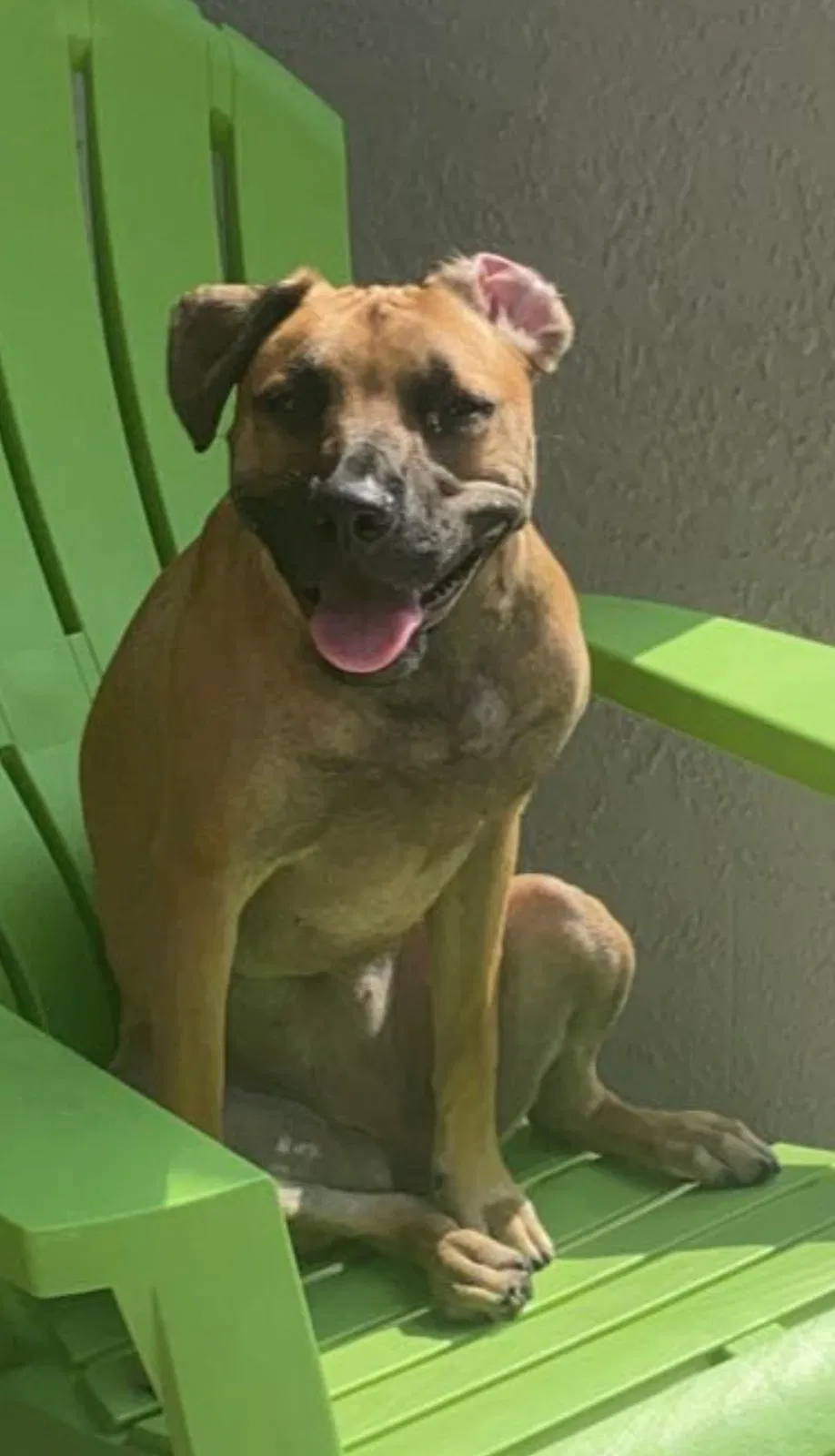 Lost dog in Orlando, FL, 32828