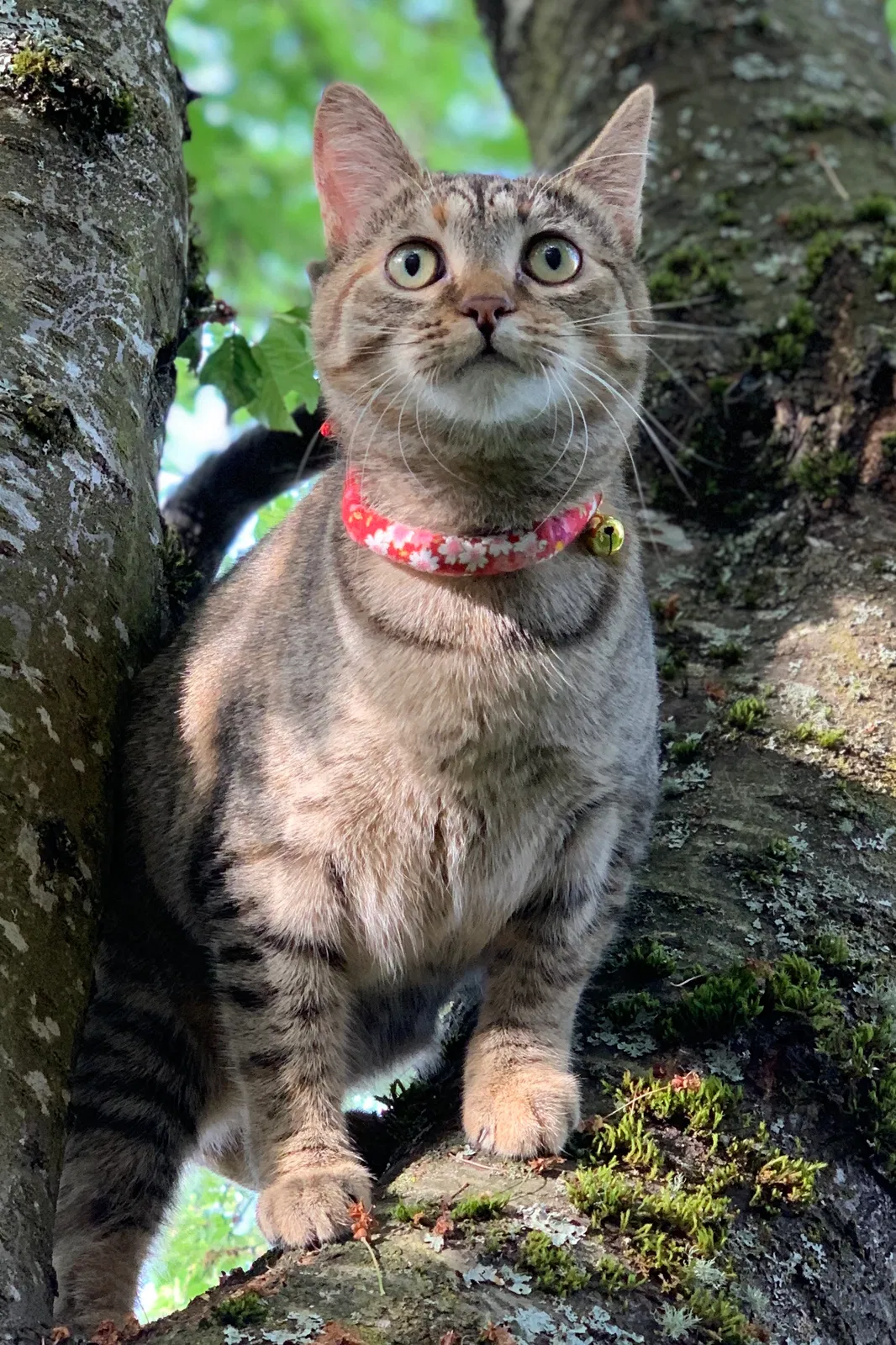 Lost cat in Marysville, WA, 98270