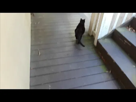 Lost cat in O Brien, FL, 32071