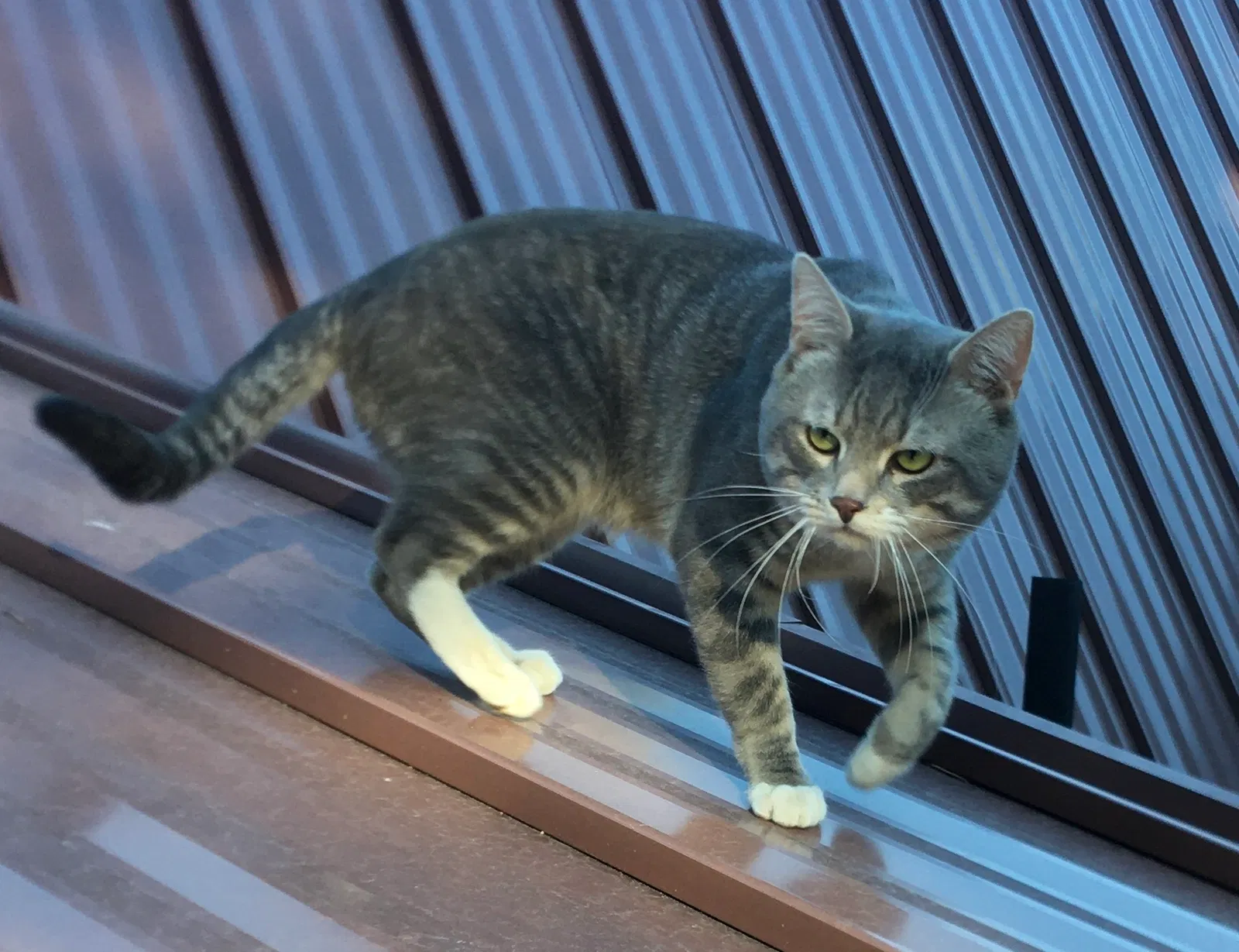 Lost cat in La Pine, OR, 97739