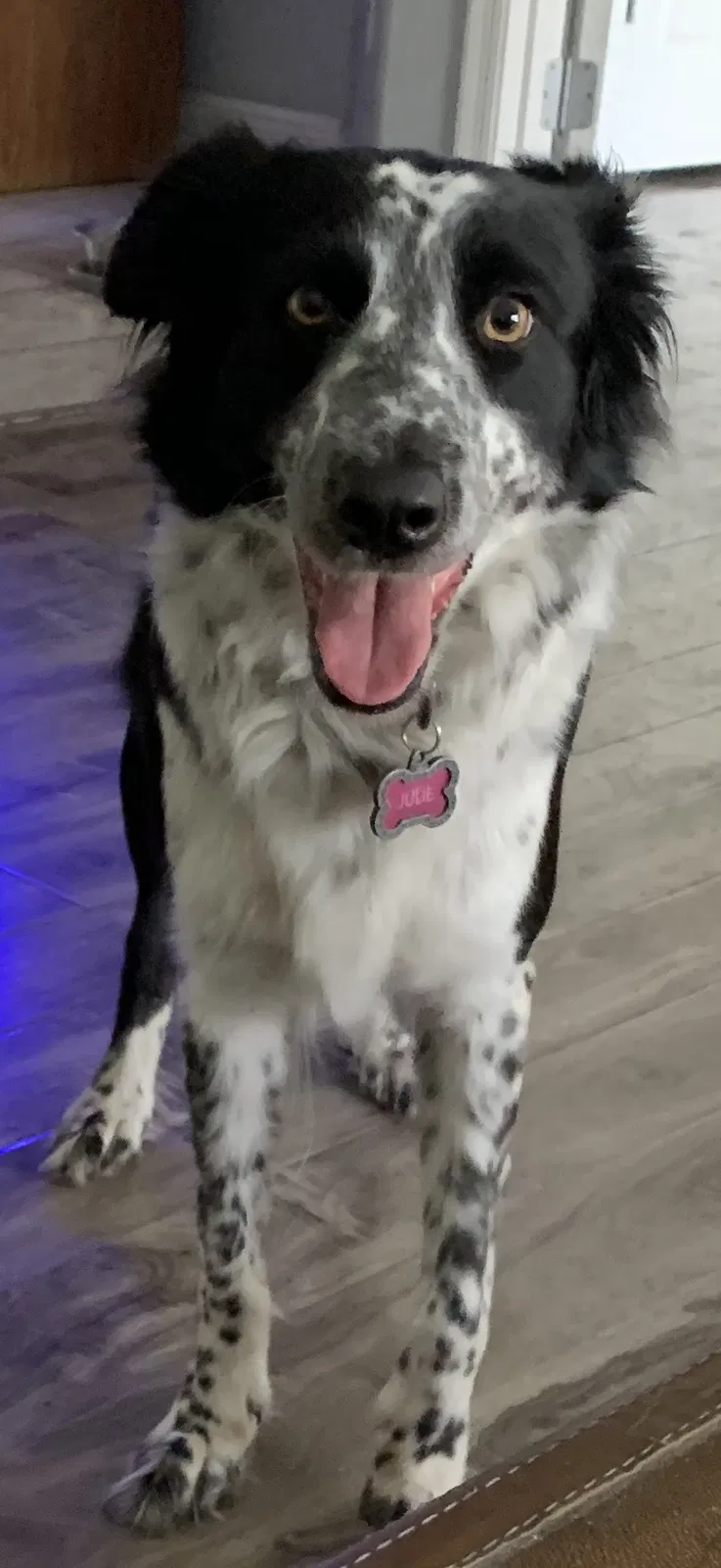 Lost dog in Clermont, FL, 34711