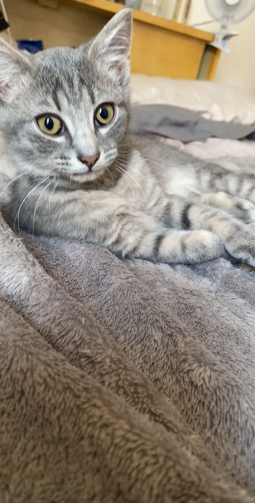 Lost cat in Newport, OH, 45768