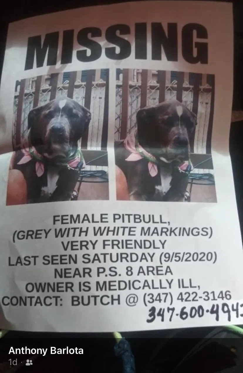 Lost dog in Staten Island, NY, 10309