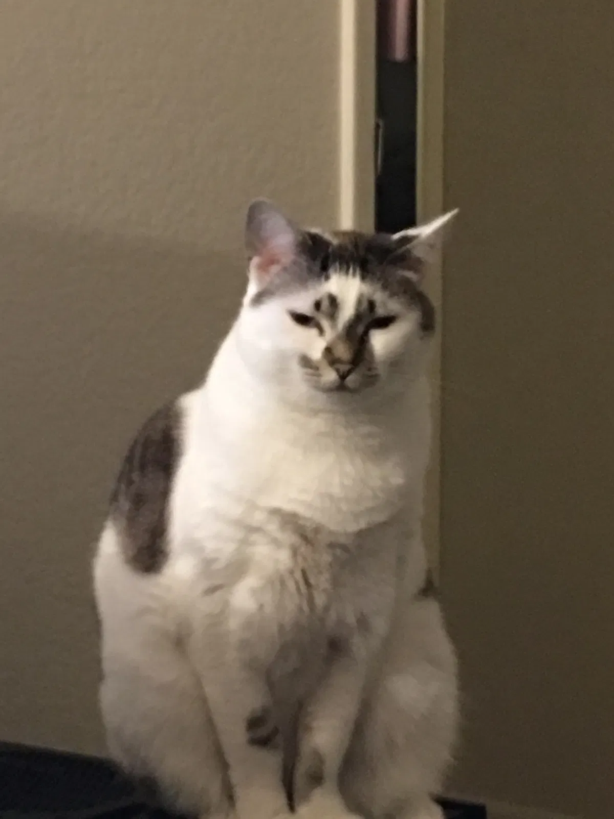 Lost cat in Chandler, AZ, 85224