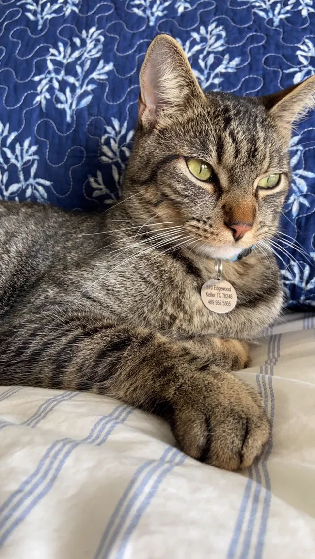 Lost cat in Keller, TX, 76248