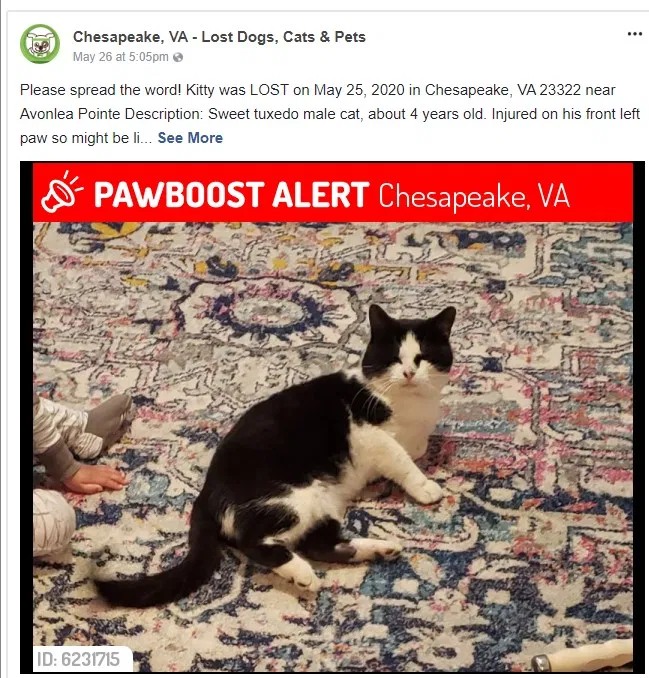 Lost cat in Chesapeake, VA, 23322