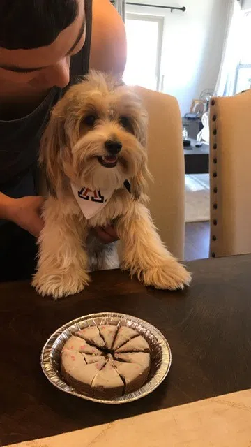 Lost dog in Tucson, AZ, 85757