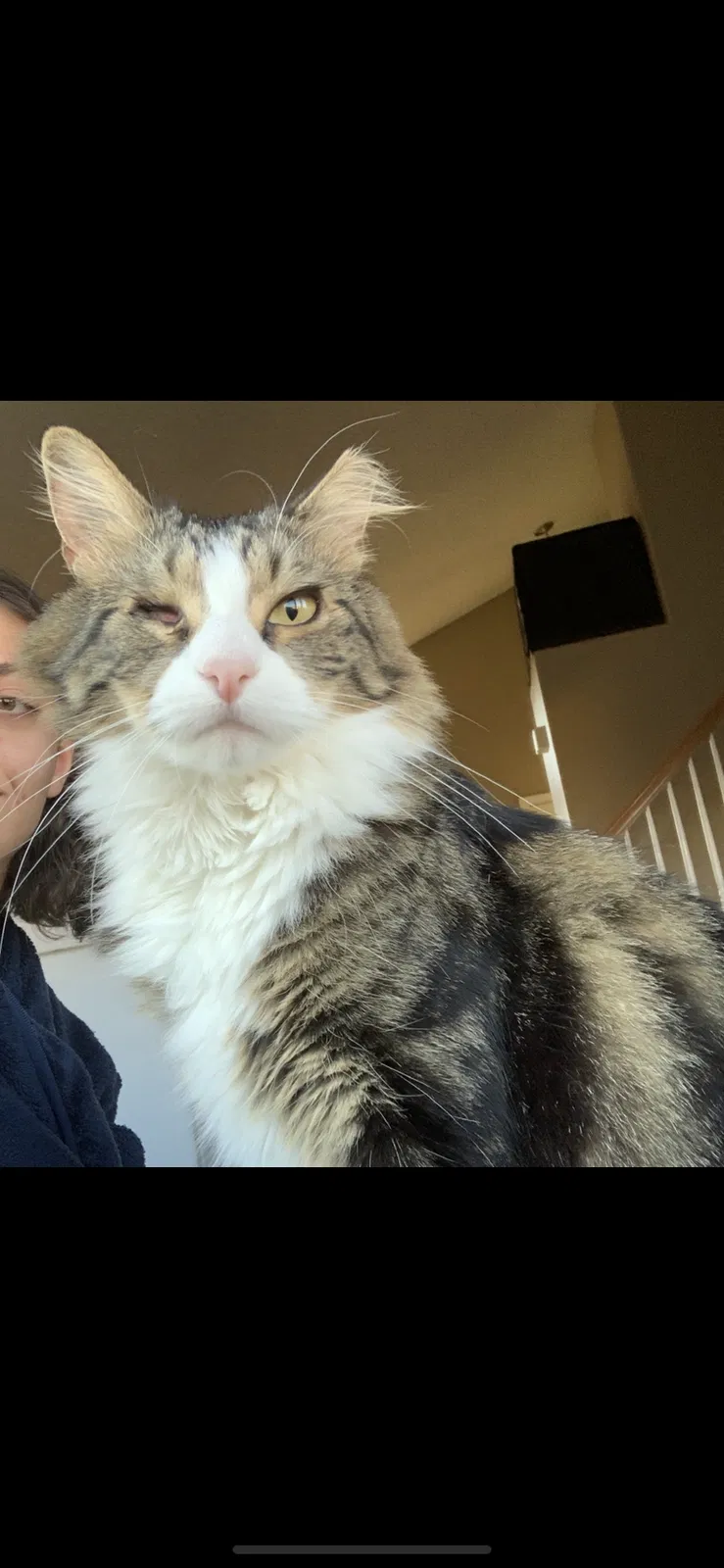 Lost cat in Colorado Springs, CO, 80951