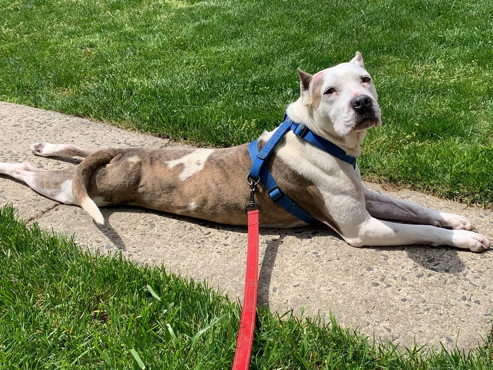 Lost dog in Thornton, PA, 19373