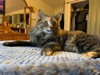 Lost cat in Waltham, MA, 2453