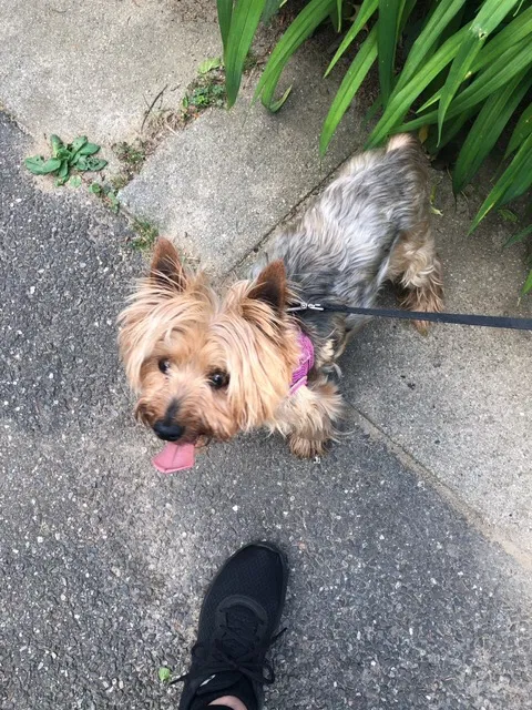 Lost dog in Bridgeport, CT, 6604