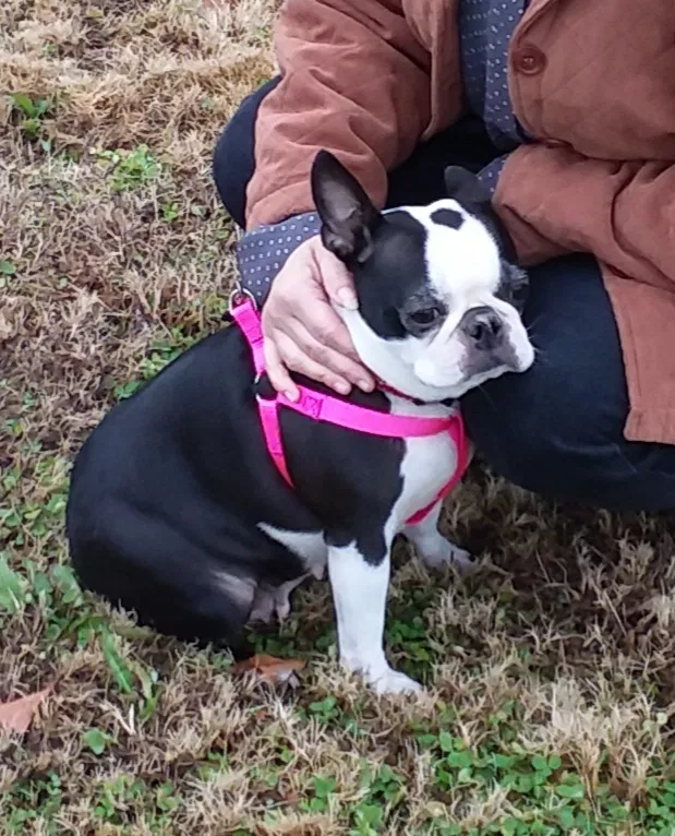Lost dog in Chesnee, SC, 29323