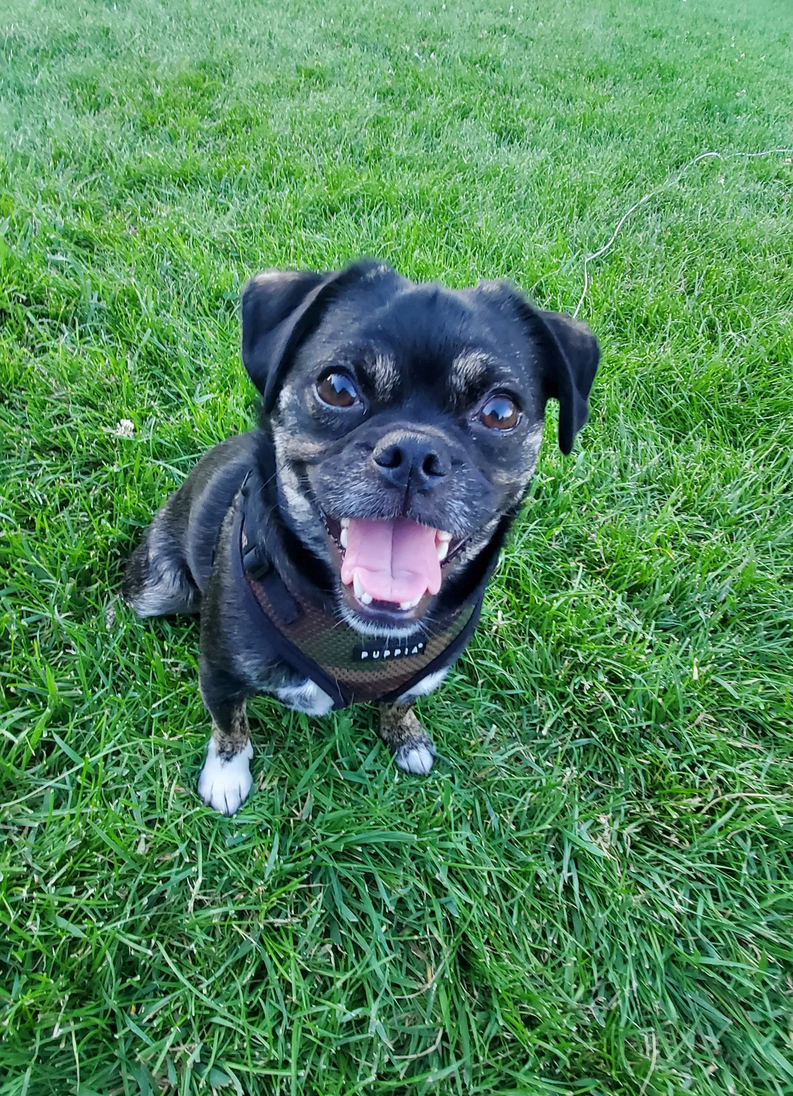 Lost dog in Denver, CO, 80221