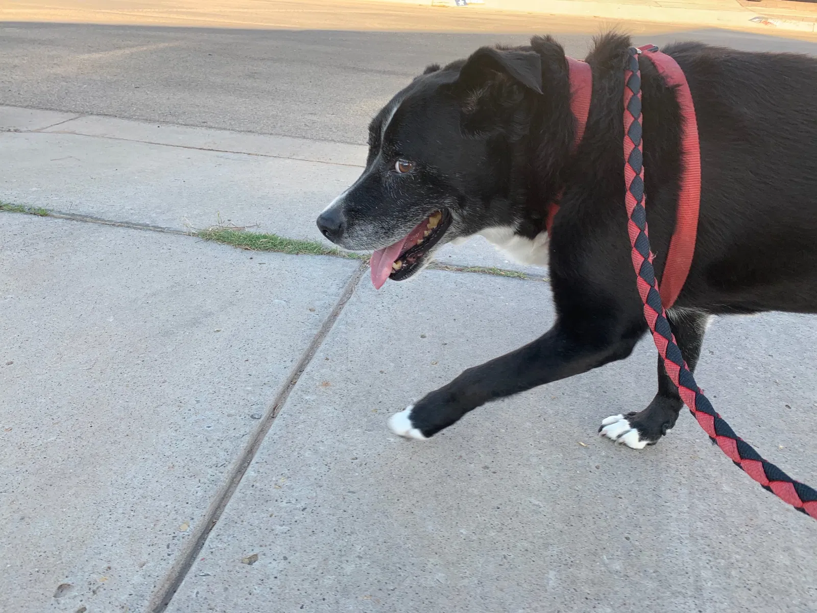 Lost dog in El Paso, TX, 79938