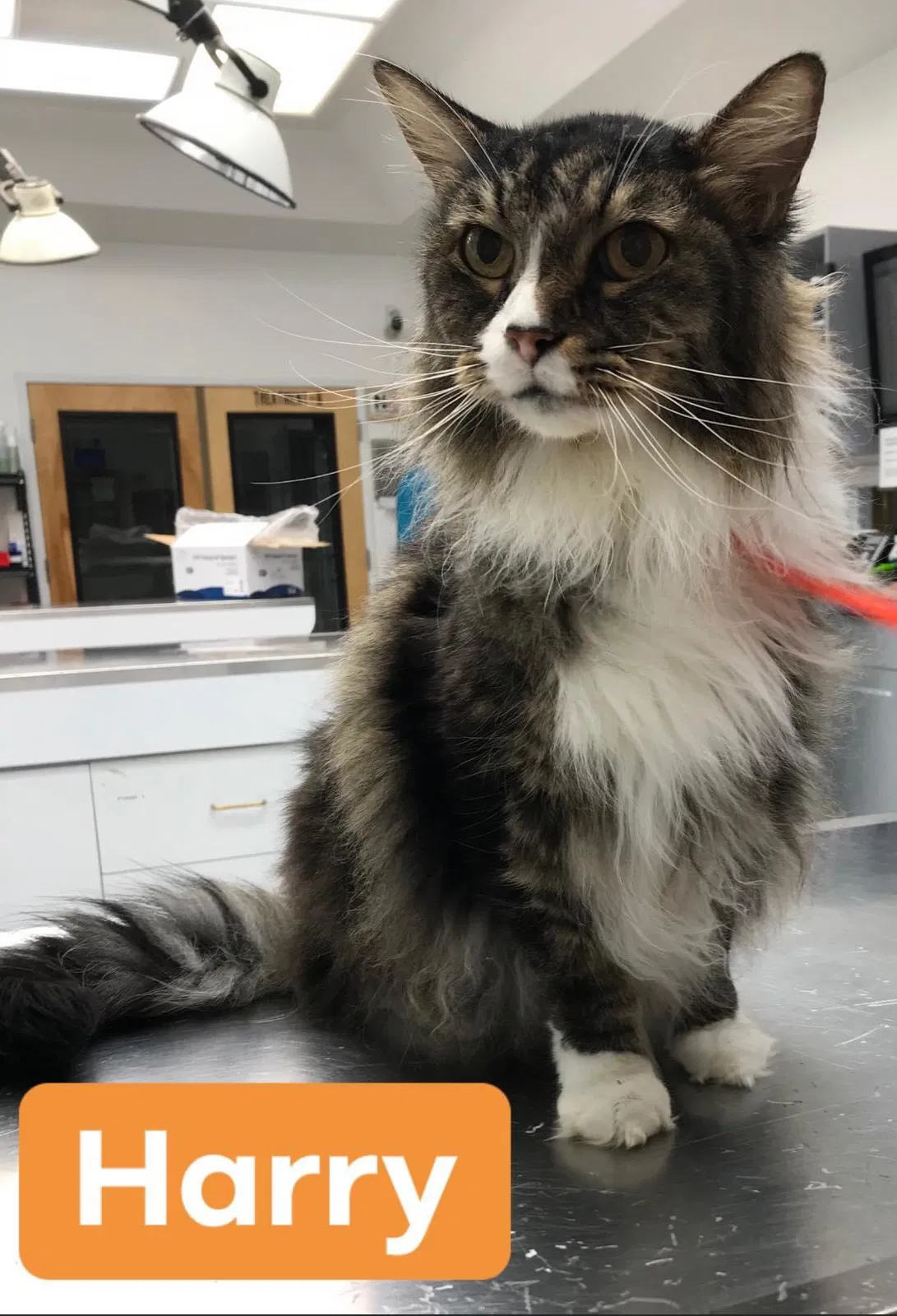 Lost cat in Marietta, GA, 30067