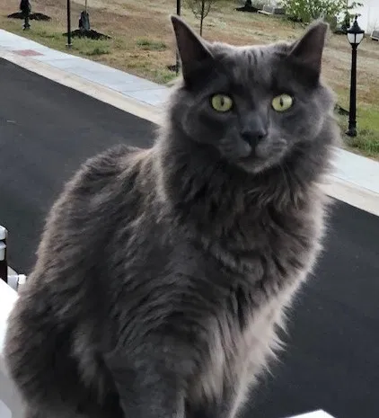 Lost cat in West Chester, PA, 19382