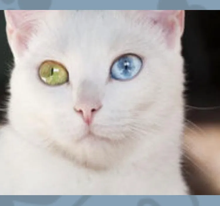 Lost cat in Mannington, WV, 26582