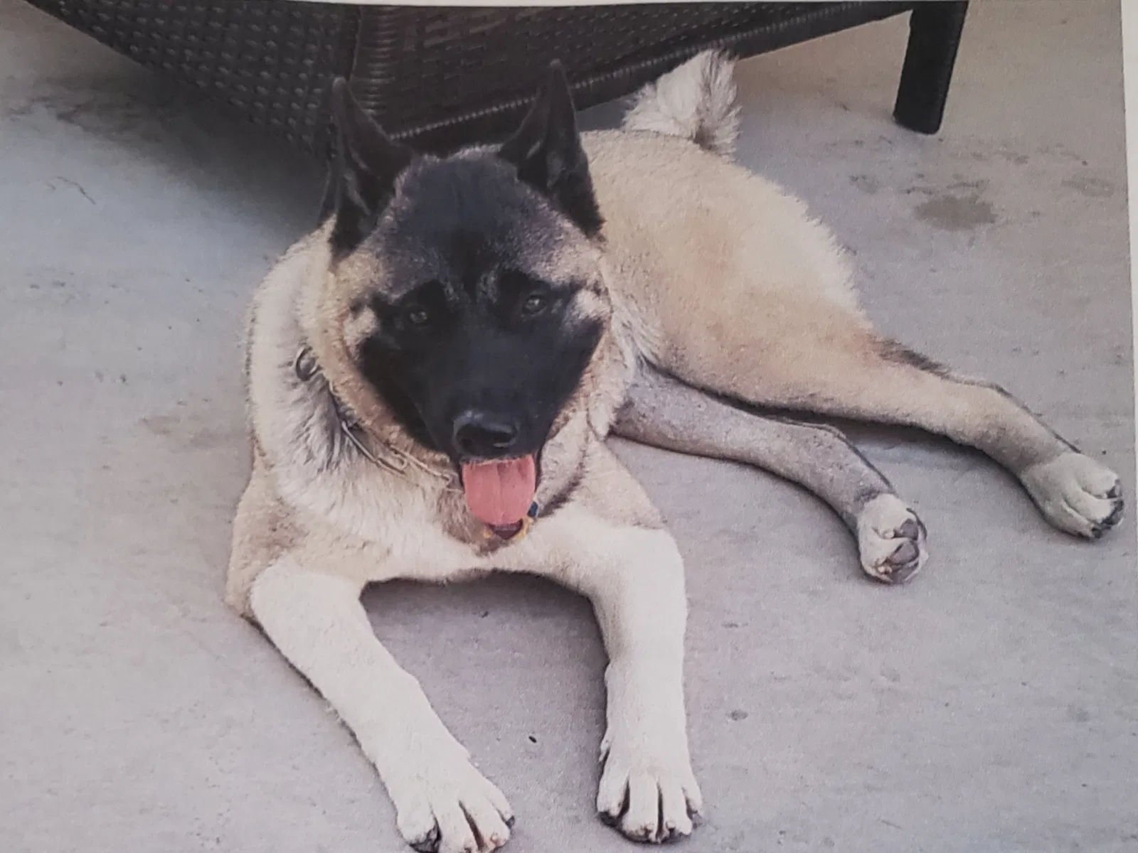 Lost dog in Stockton, CA, 95209